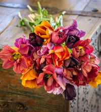 Enchanted Evening Tulip Mixture Seeds