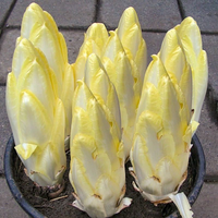Chicory-Golden Endive Seeds