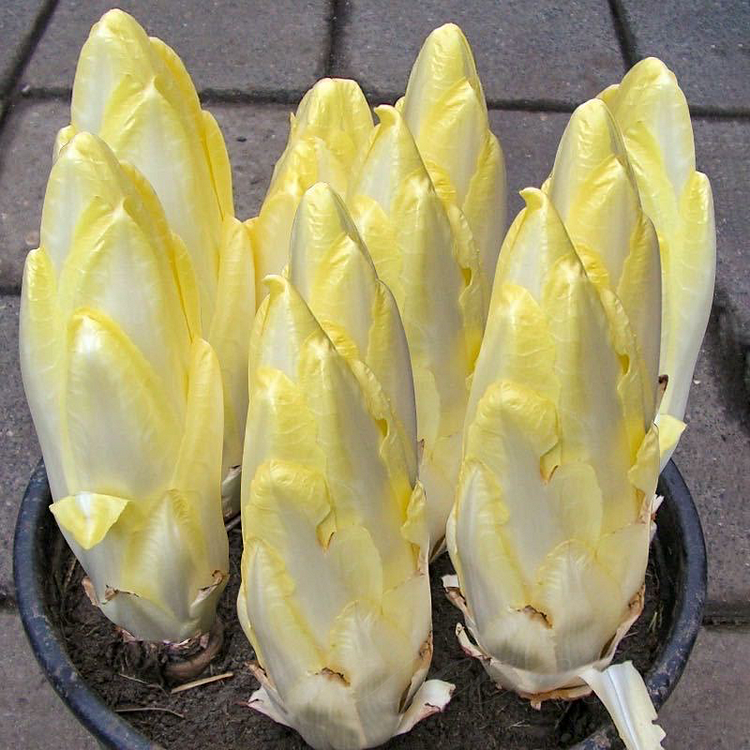 Chicory-Golden Endive Seeds
