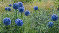Persian Blue Allium Seeds
