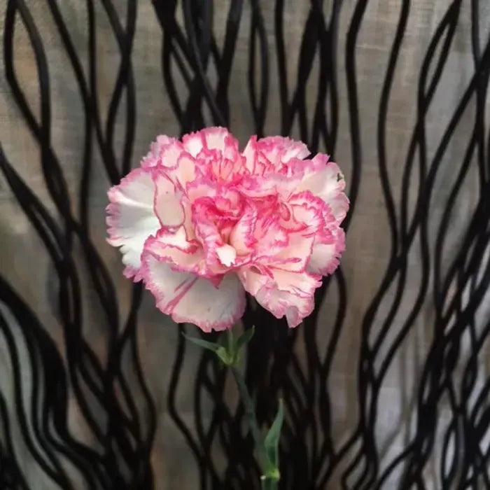 Heirloom Non-GMO Pink White Carnation Flower Seeds with Charming Color