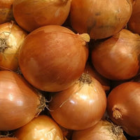 Madalyn – Organic Onion Seed