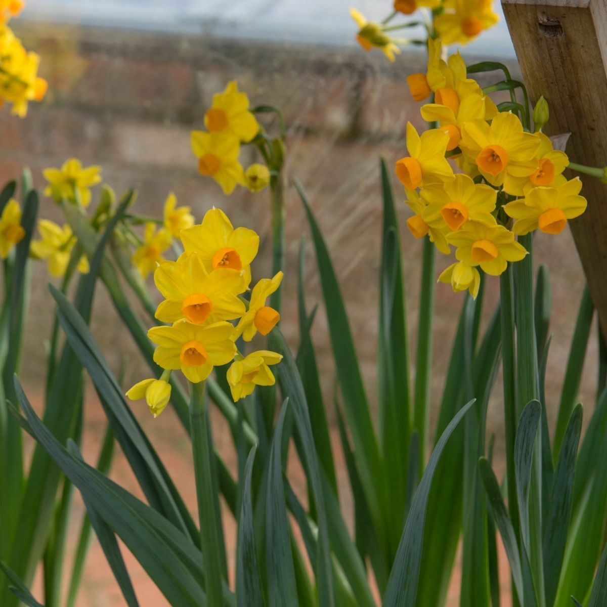 Jonquil- Soleil d'Or