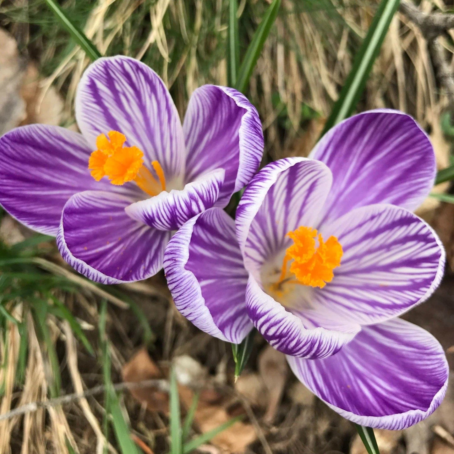 Pickwick Giant Dutch Crocus Seeds