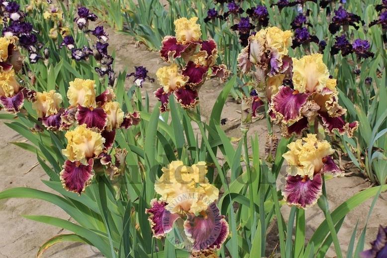 Decadence Bearded Iris