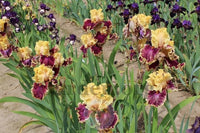 Decadence Bearded Iris