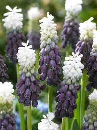Grape Ice Grape Hyacinth Seeds