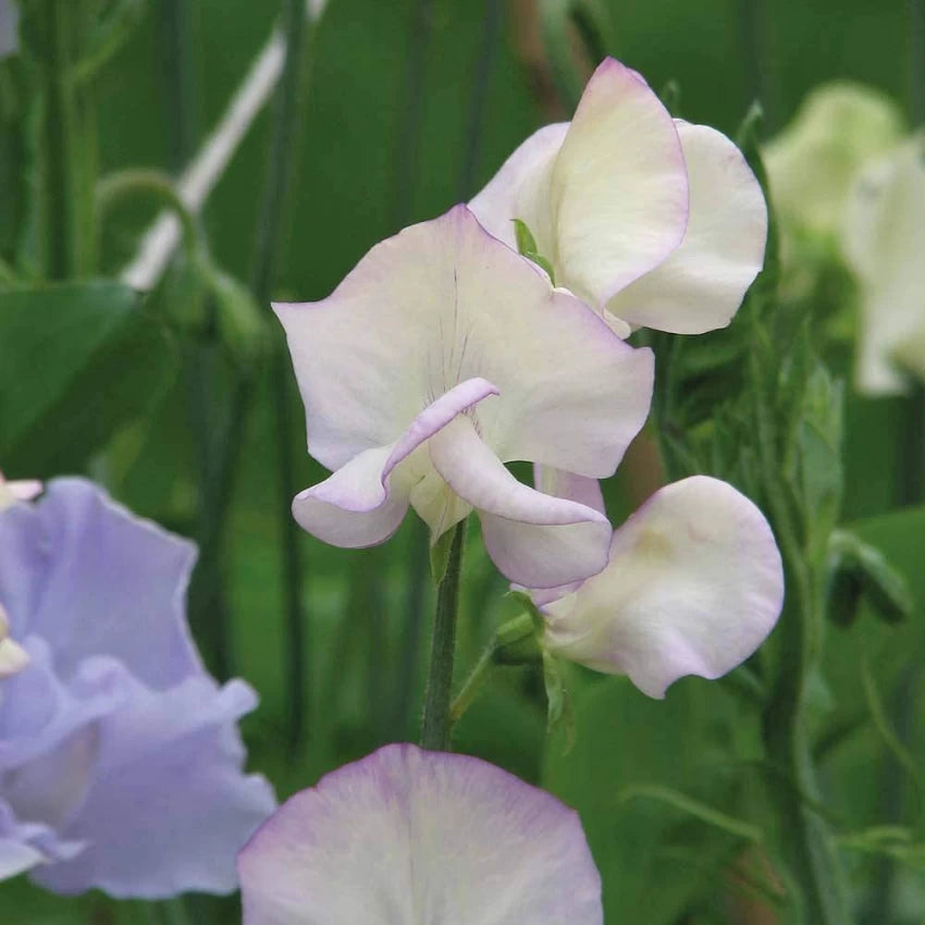 Sweetpea- High Scent