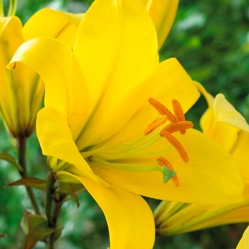 Oriental Trumpet Lily- Yellow Planet
