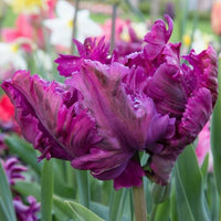 Parrot Tulip- Negrita