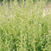 Cress, Persian – Organic Microgreen Seed