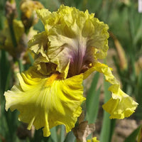 Secret Rites Bearded Iris