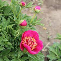 Officinalis Anemoniflora Rosea Peony