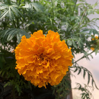 Marigold, African- Savannah Sun