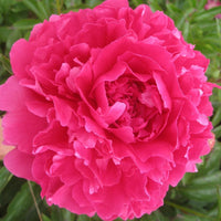 Herbaceous Peony- Felix Supreme