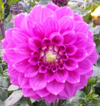 Dahlia- Winkie Cavalier (Tuber)