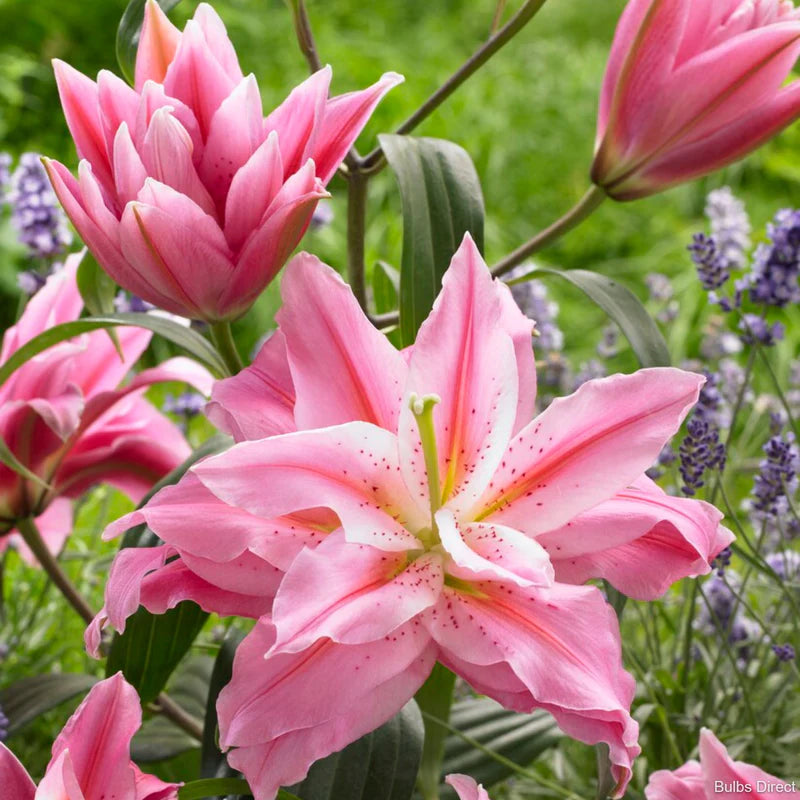 Lotus Dream Lily Seeds