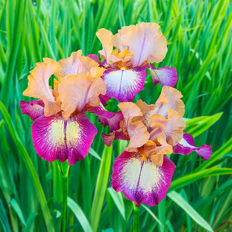 Dark Before Dawn Reblooming Bearded Iris