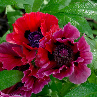 Harlem Oriental Poppy