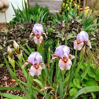 Eyes On You Aril Iris