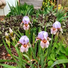 Eyes On You Aril Iris