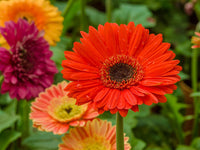 Gerbera Flower Seeds – Heirloom, Non-GMO, Bright Daisy-Like Blooms for Garden Planting