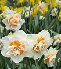 Double Daffodil- Flower Parade