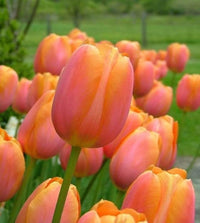 Orange Sherpa Tulip Seeds