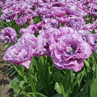 Dancing Passion Tulip Seeds