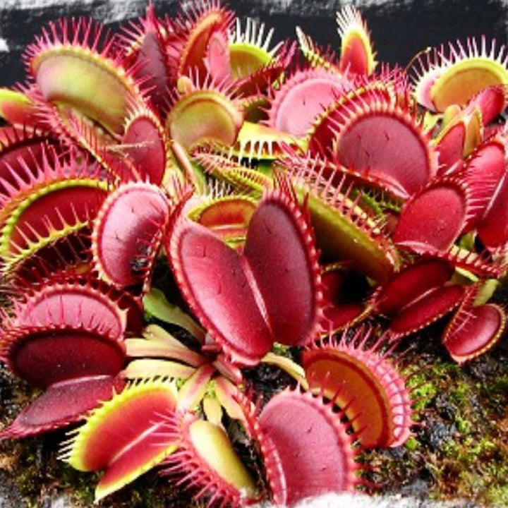 Heirloom Non-GMO Carnivorous Plant Seeds for Garden Planting – Unique Insect-Trapping Variety