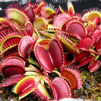 Heirloom Non-GMO Carnivorous Plant Seeds for Garden Planting – Unique Insect-Trapping Variety