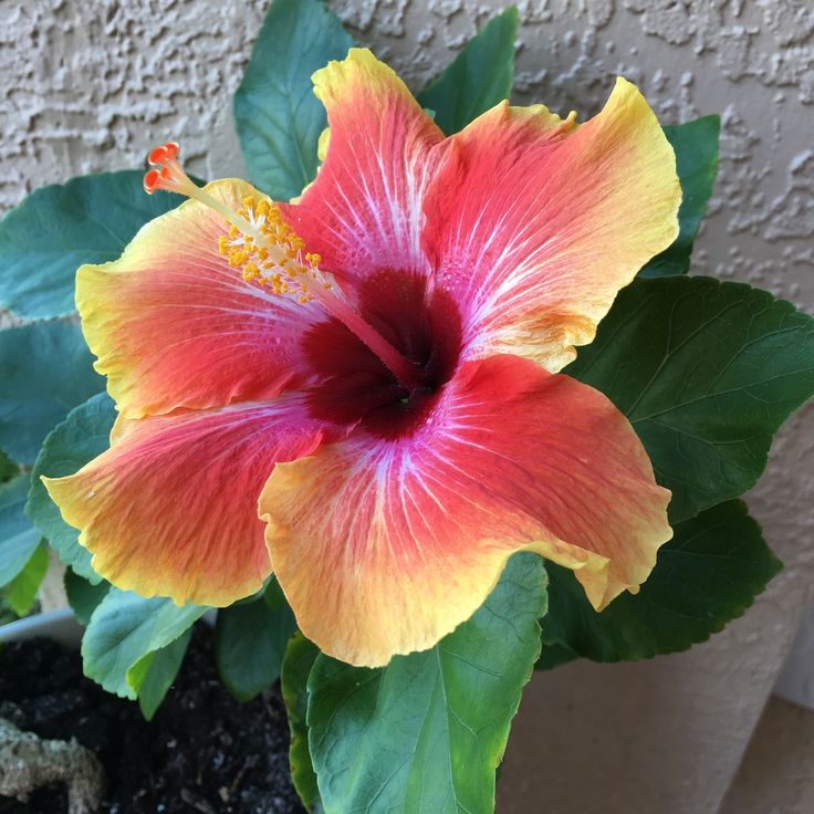 Hibiscus Flower Seeds for Planting – Tropical Blooms, Heirloom, Non-GMO, Flower Seeds