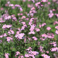 Forget Me Not- Rose Pink