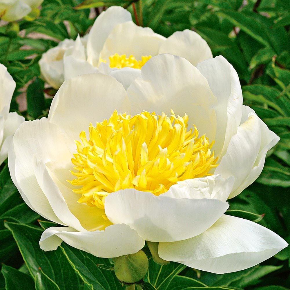 Jan van Leeuwen Peony
