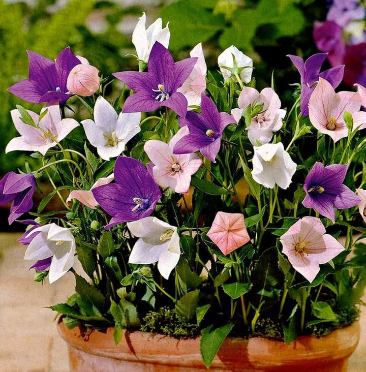 Heirloom Non-GMO Mixed Balloon Flower Seeds – Unique Shaped Perennial Flower Seeds