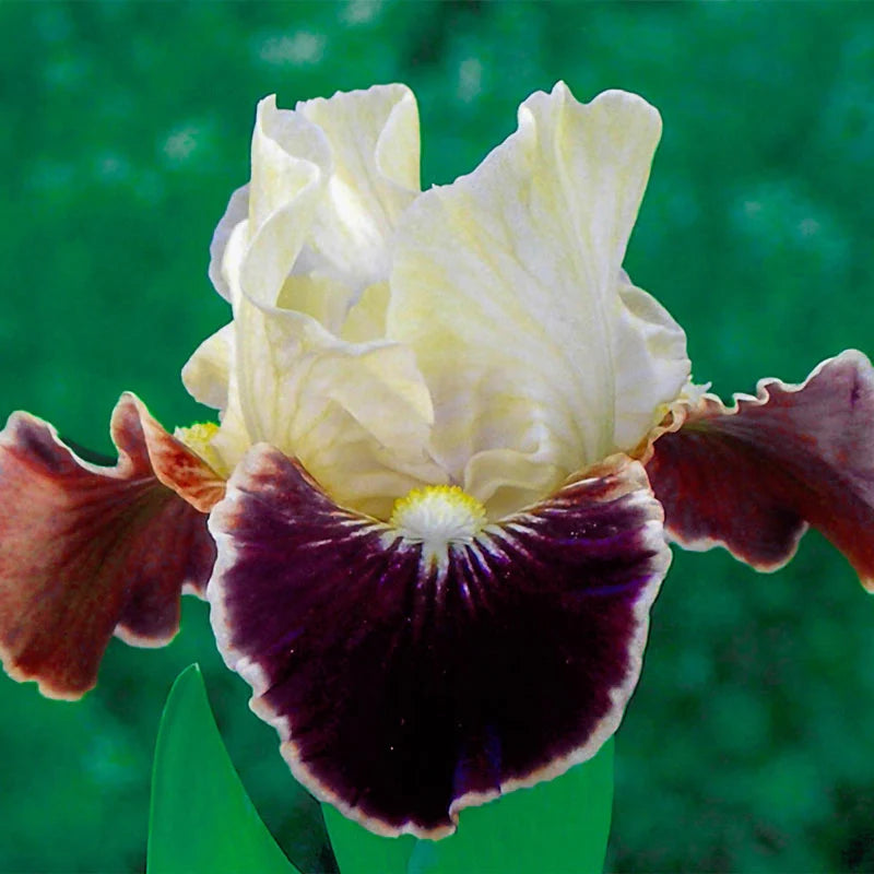 Breck's Dwarf Bearded Iris Collection