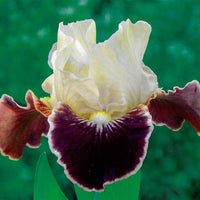Breck's Dwarf Bearded Iris Collection