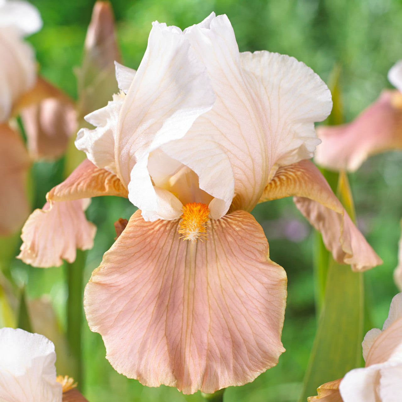 English Charm Reblooming Bearded Iris