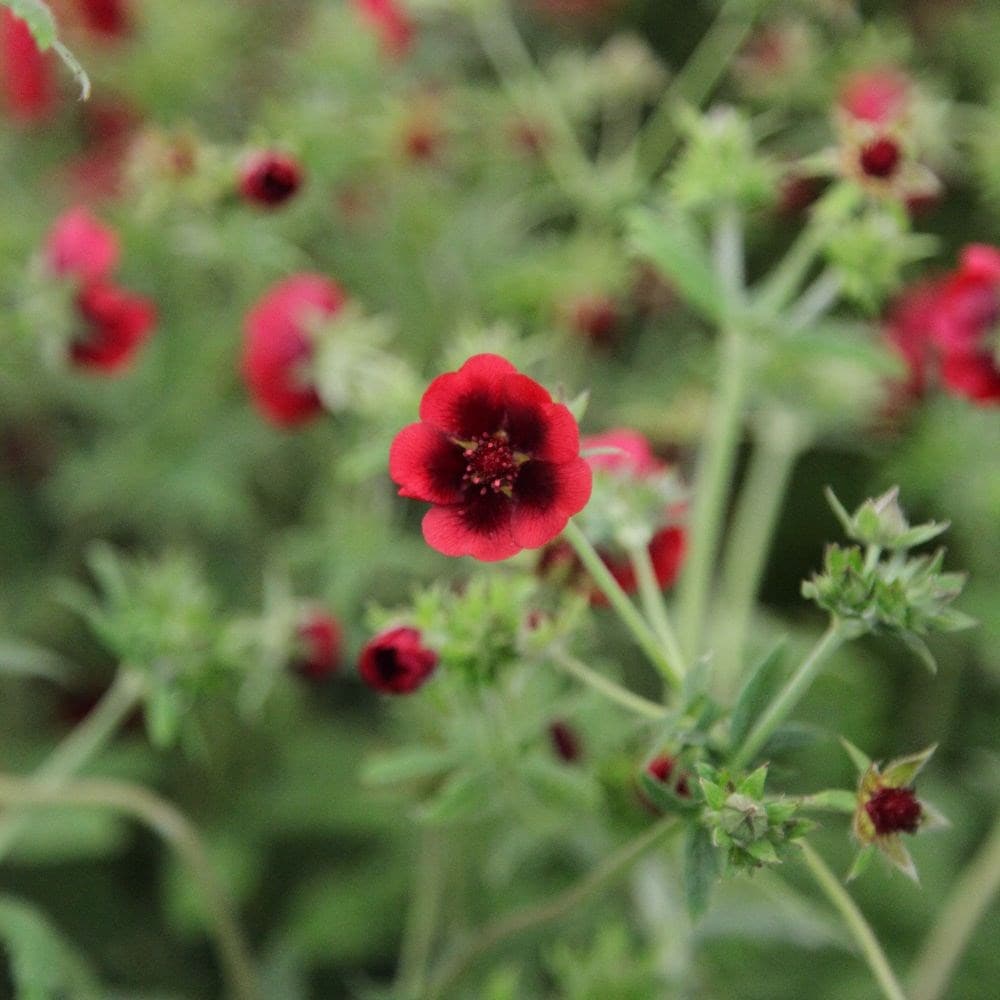 Monarch's Velvet Cinquefoil