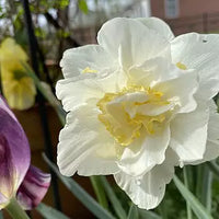 Landscape Daffodil Mixture Seeds