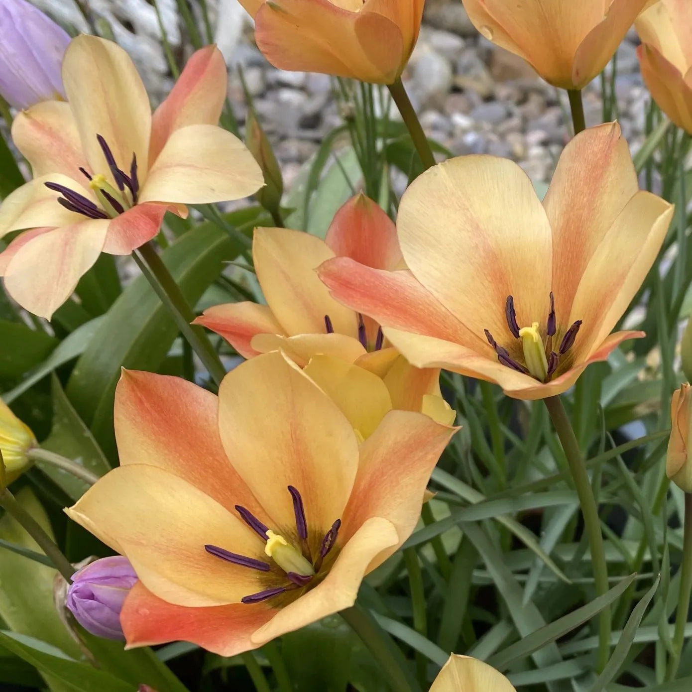 Bronze Charm Tulip Seeds