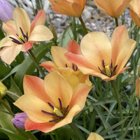Bronze Charm Tulip Seeds