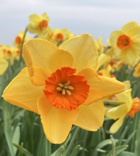 Pumpkin Spice Daffodil Seeds
