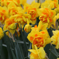 Le Torch Daffodil Seeds