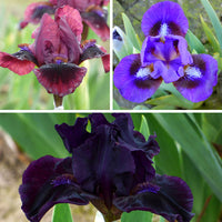 Dwarf Bearded Iris Collection