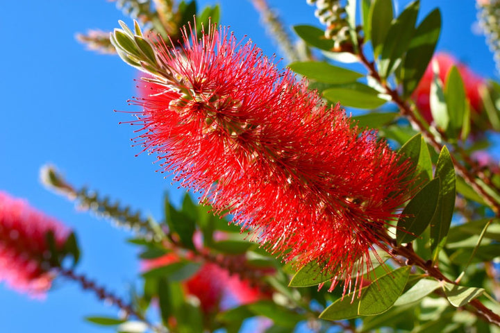 Heirloom Non-GMO Callistemon Flower Seeds for Vibrant Red Bottlebrush Garden Planting