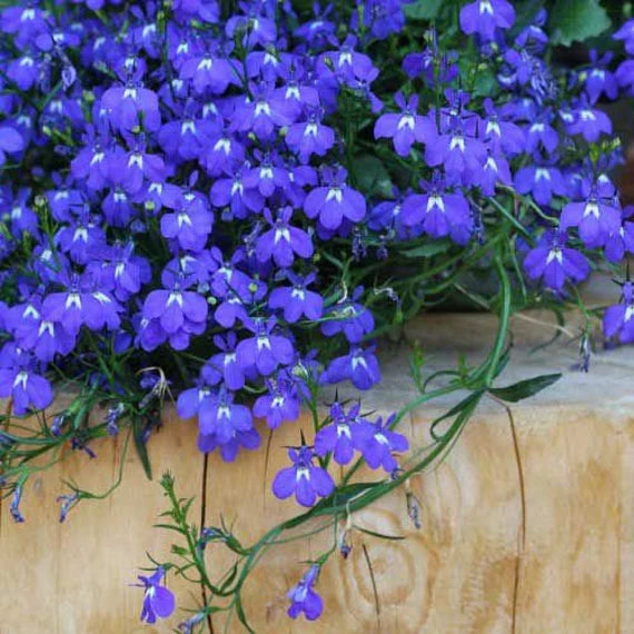 Lobelia- Emperor William