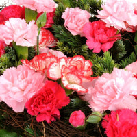 Carnation- Enfante de Nice Mix