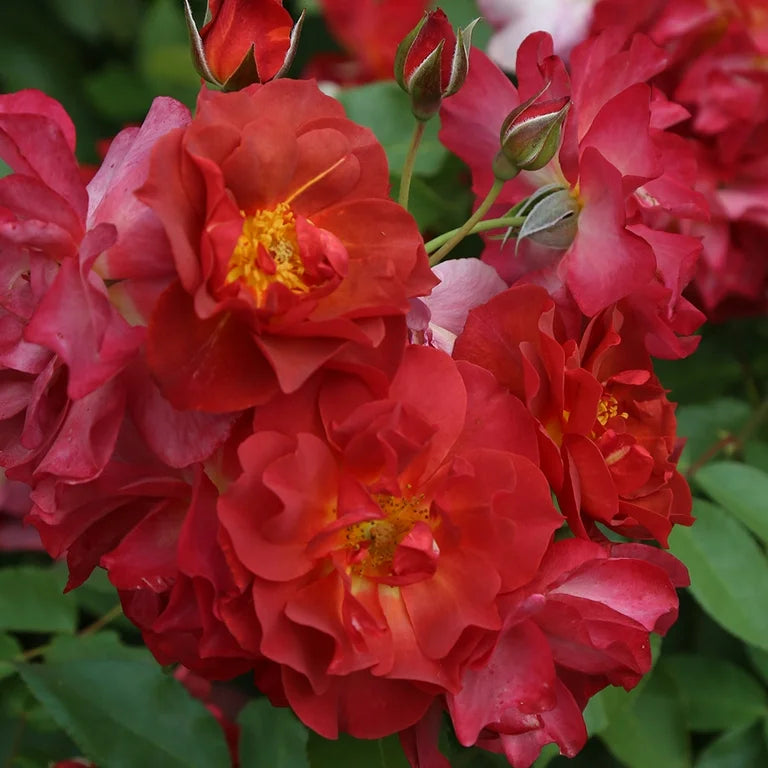 Cinco de Mayo Floribunda Rose