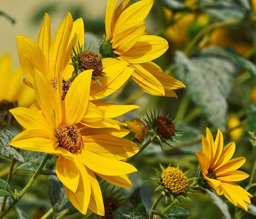 Maximilian Sunflower